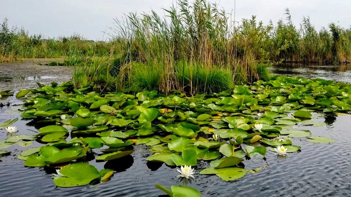 Fenomen uluitor în Delta Dunării. Nu s-a mai întâmplat asta de o sută de ani