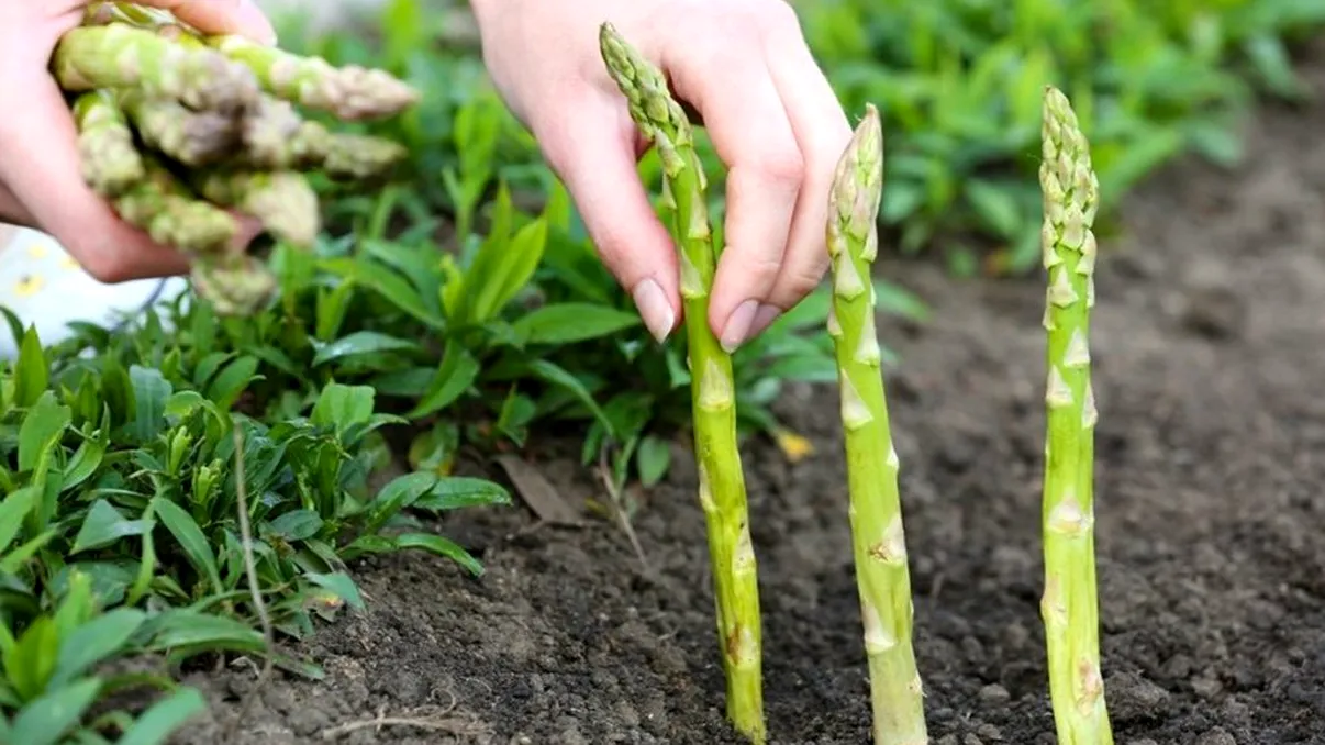Câți bani au primit românii care au lucrat în Germania. Au fost păcăliți grav