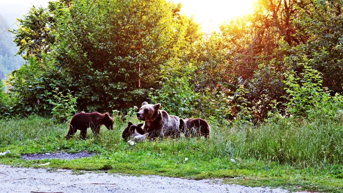 Se dau amenzi turiștilor care fac asta, în vacanță. Câți bani scoți din buzunar, dacă o comiți