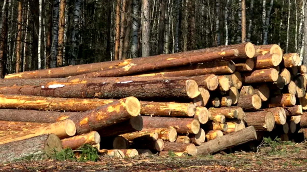 Cum se fură lemne în România. Dezvăluiri fără precedent din interior