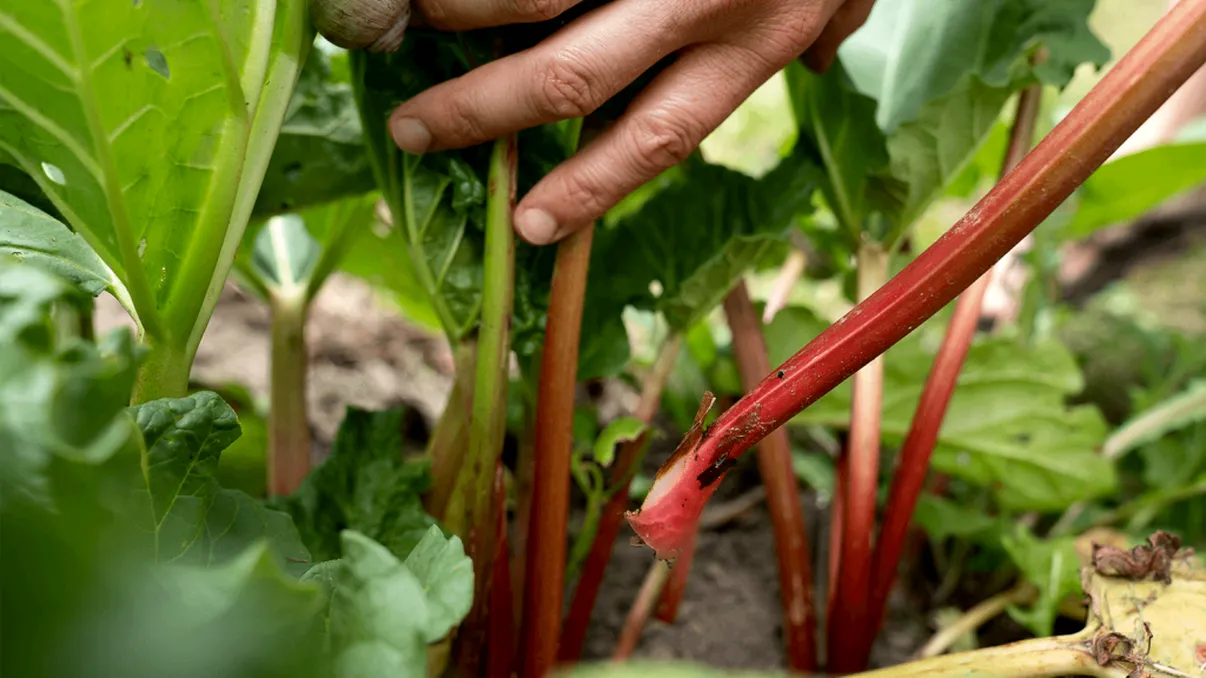 Alimentul care protejează oasele, dar românii nu știu cum să îl consume corect. Ai grija! Frunzele sunt otrăvitoare