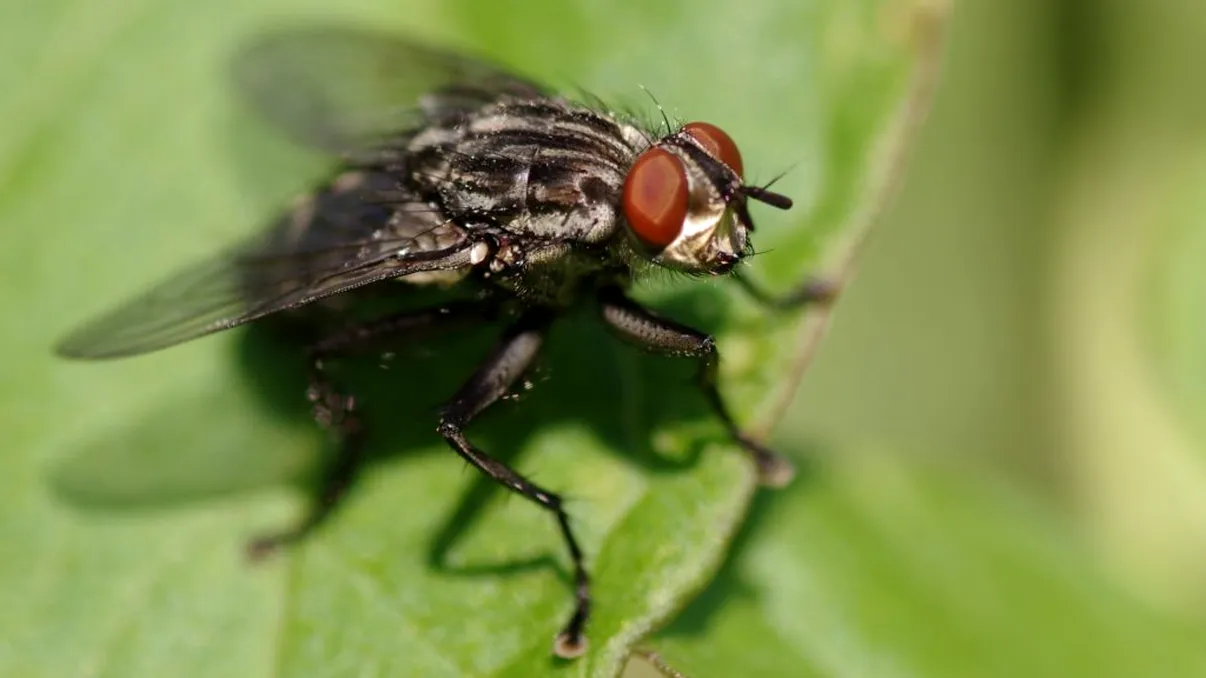 Cum a dat foc la casă un bărbat care încerca să omoare o muscă. Români, atenție să nu faceți ca el!