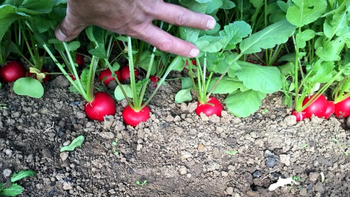 De ce nu trebuie să rupi frunzele de ridichie. Greșeala majoră pe care toți românii o fac, de fapt