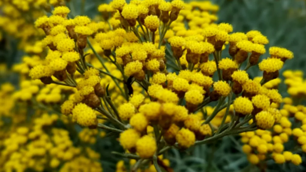 Imortelele. Florile care rezistă iarna în vază. Tot ce trebuie să știi despre ele