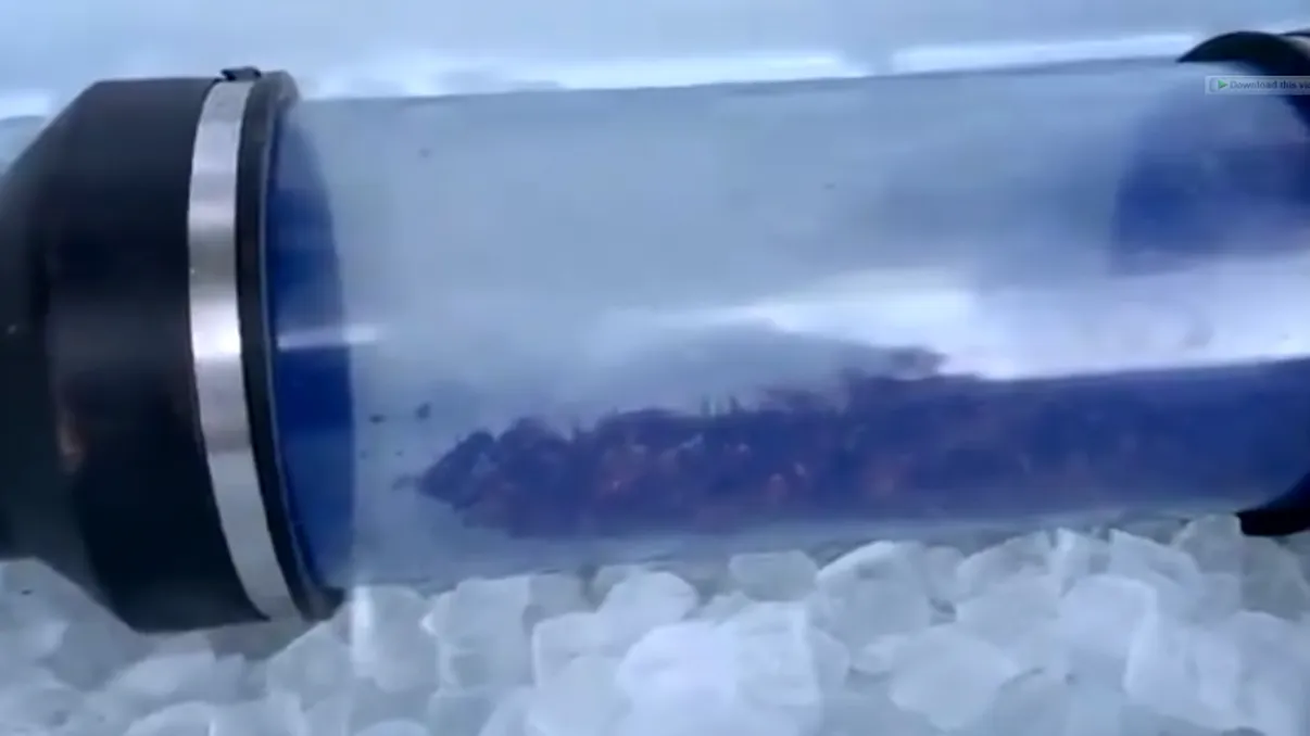 Insectele ucigașe care fac ravagii între oameni. Au un venin foarte toxic