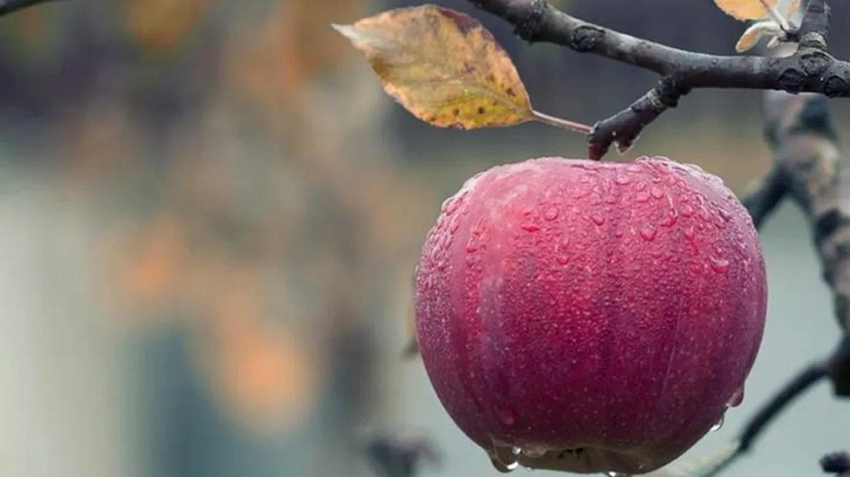 Prognoza meteo noiembrie 2020. Cum va fi vremea în București și în marile orașe din România