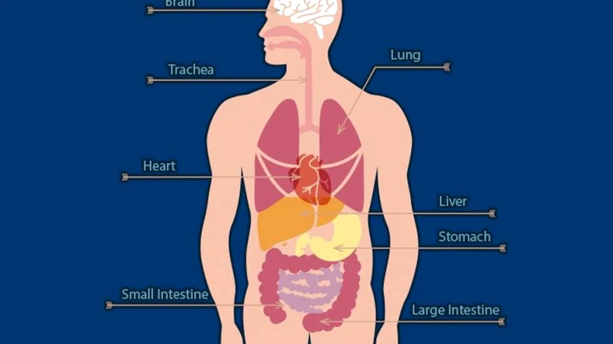 Descoperire șocantă: ce crește în corpul oamenilor și acum. Dovada clară că, de fapt, noi încă evoluăm
