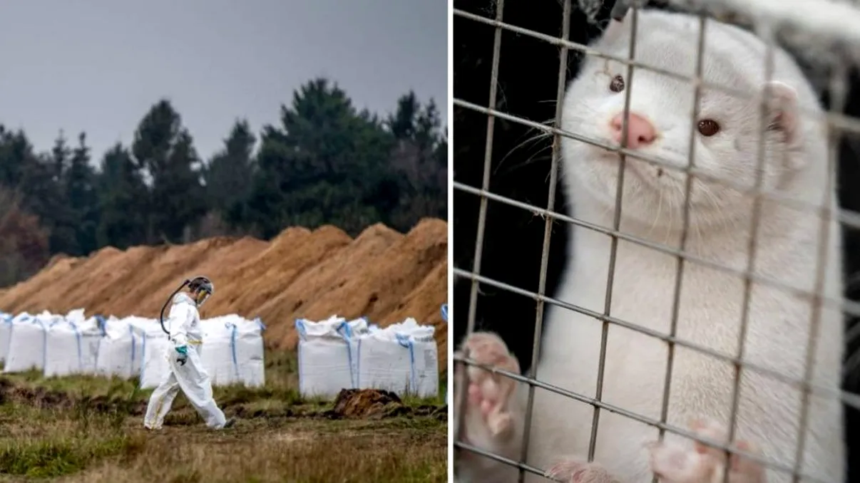 Nurcile ucise în Danemarca au început să iasă din pământ: „Fugiți, vin să se răzbune”