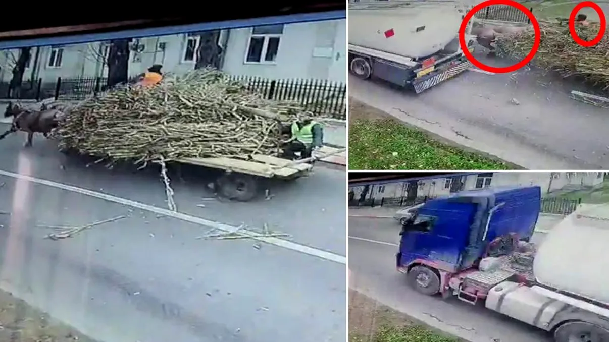 Accident grav în Iași. Căruță acroșată de un TIR cu caii și căruțașul căzuți la pământ. Video șocant cu reacția șoferului vinovat