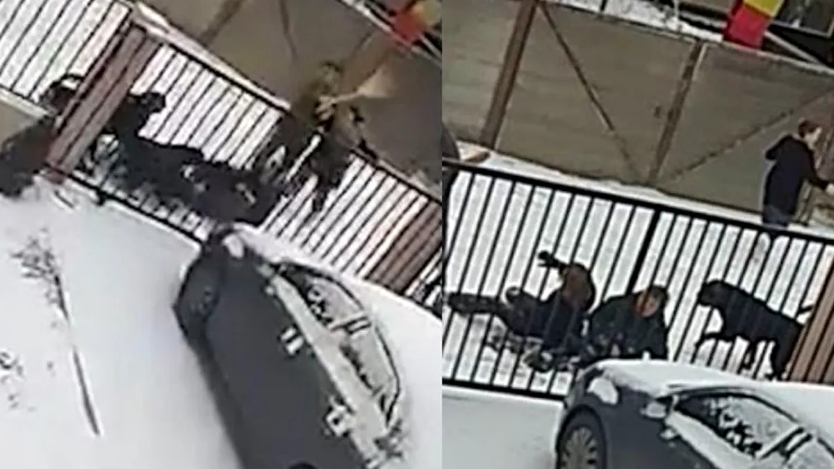 Imagini de groază surprinse pe o stradă din Suceava. Femeie de 64 de ani, atacată și sfâșiată de patru câini din rasa Rotweiller. Video