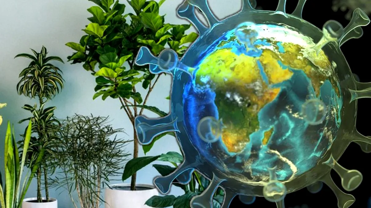 Plantele care îți întăresc imunitatea în pandemie. Toți românii ar trebui să le consume