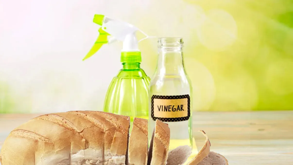 A pus oțet pe o felie de pâine și a lăsat-o în bucătărie. Ce s-a întâmplat a doua zi este ireal