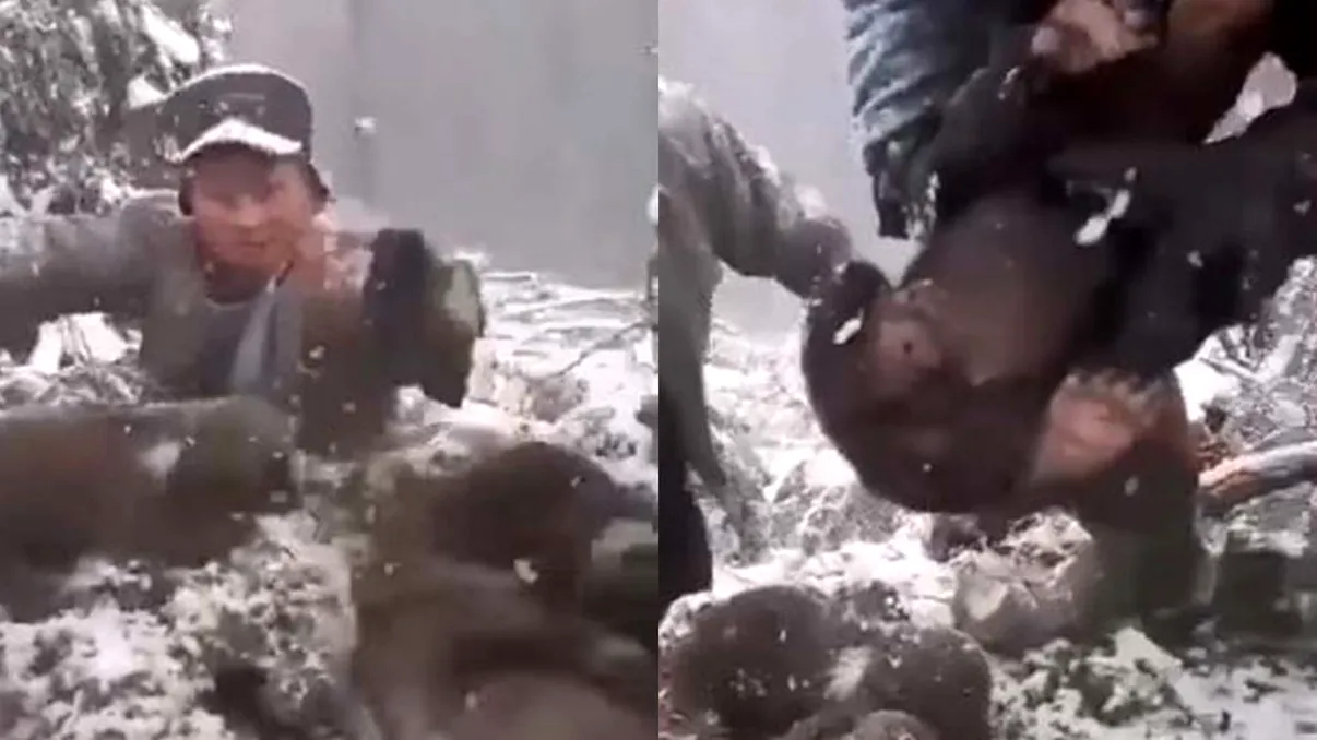 Video revoltător. Pui de urși, chinuiți și aruncați în zăpadă de patru bărbați pentru amuzament: 