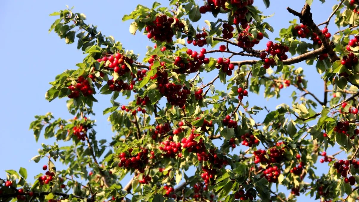 Situație fără precedent în Iași. Minor condamnat la închisoare după ce a rupt niște crengi dintr-o livadă