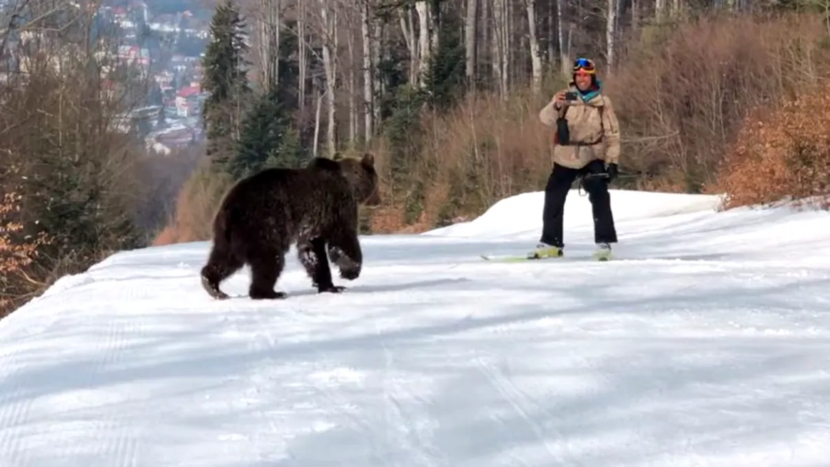 Pericol uriaș pe pârtia din Predeal. Schior alergat cu mare viteză de un urs: 