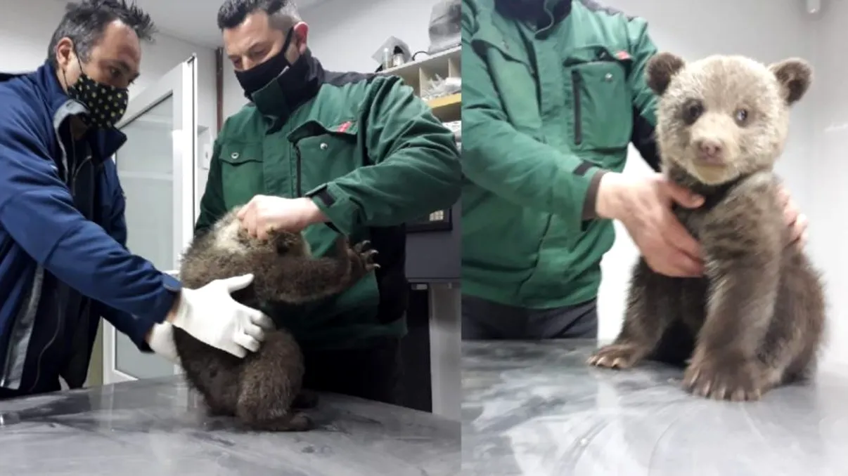 Amendă uriașă pentru o femeie care a salvat doi pui de urs din Sibiu. Ce sumă trebuie să plătească pentru gestul ei