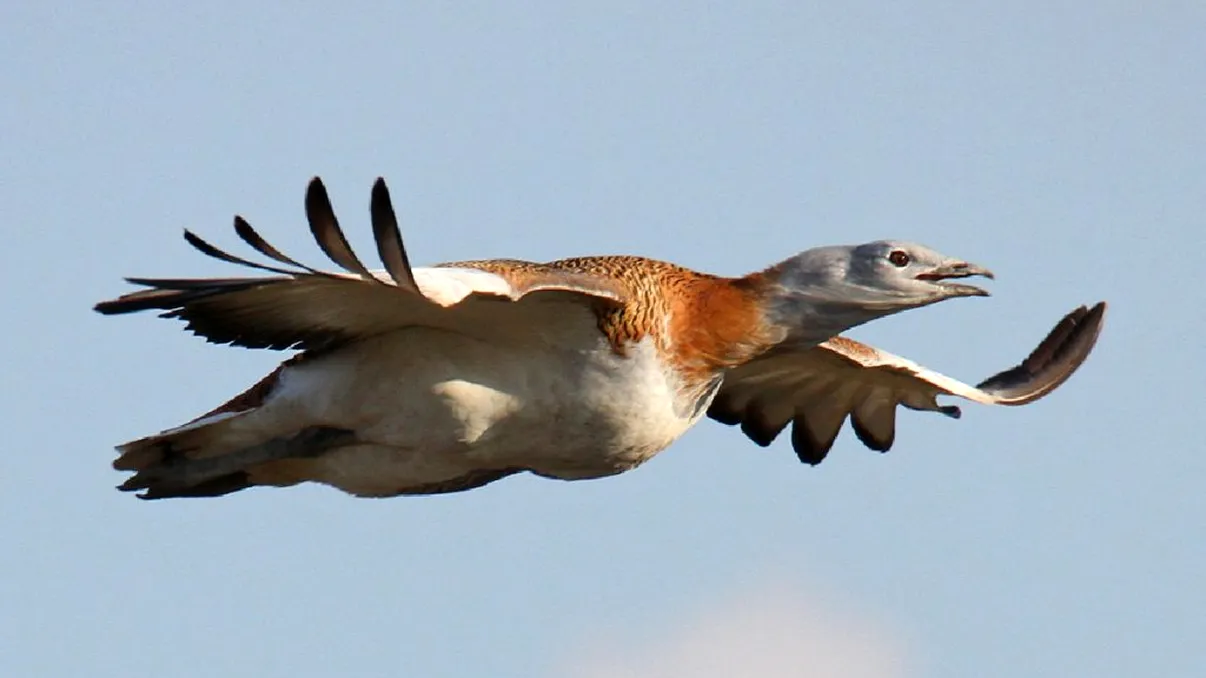 Pasărea care a revenit în România în 2021. Este cea mai mare zburătoare din lume VIDEO