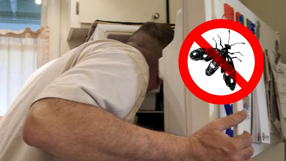 Cum scapi de molii cu ajutorul congelatorului. Trucul secret pe care puțini îl știu