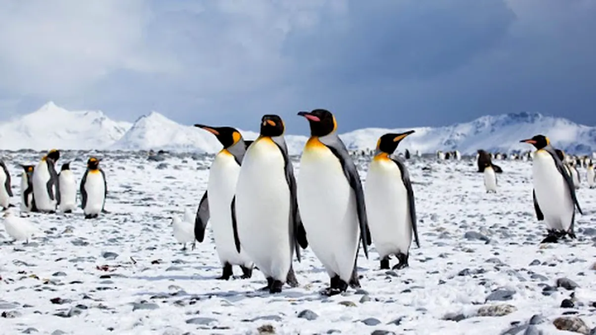 Descoperire șocantă despre pinguinii din Antarctica. Cercetătorii au făcut anunțul trist