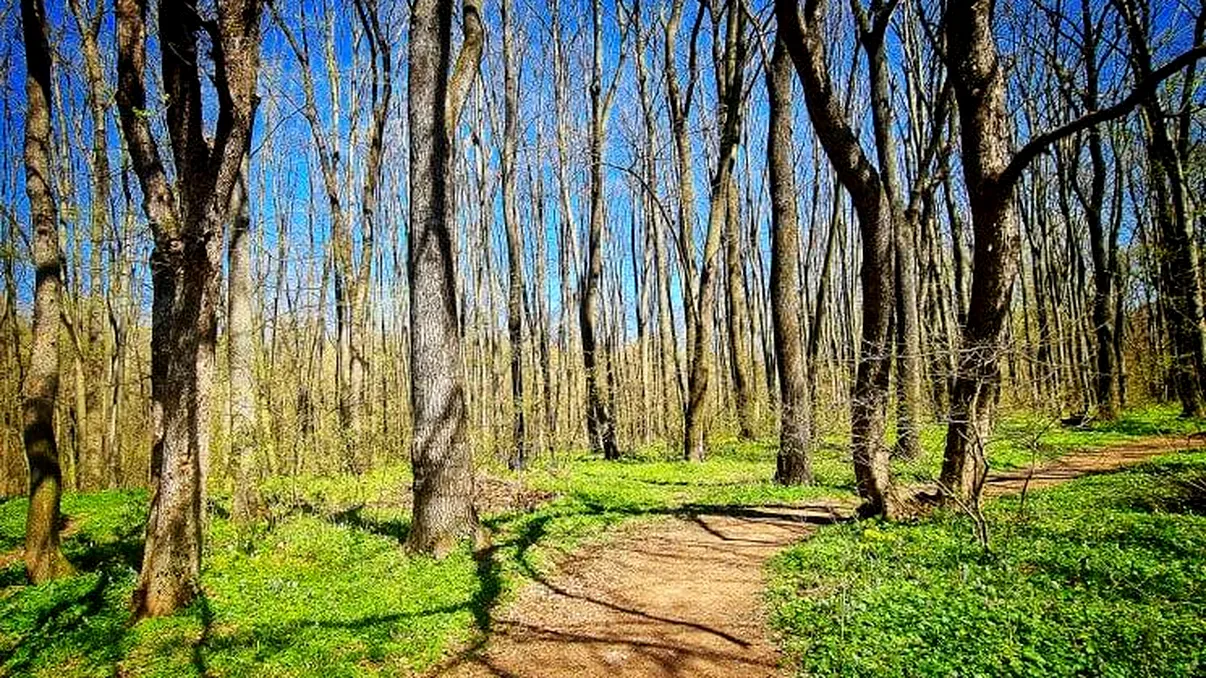 Garda forestieră națională va fi înființată de Guvern. Ce atribuții vor exista