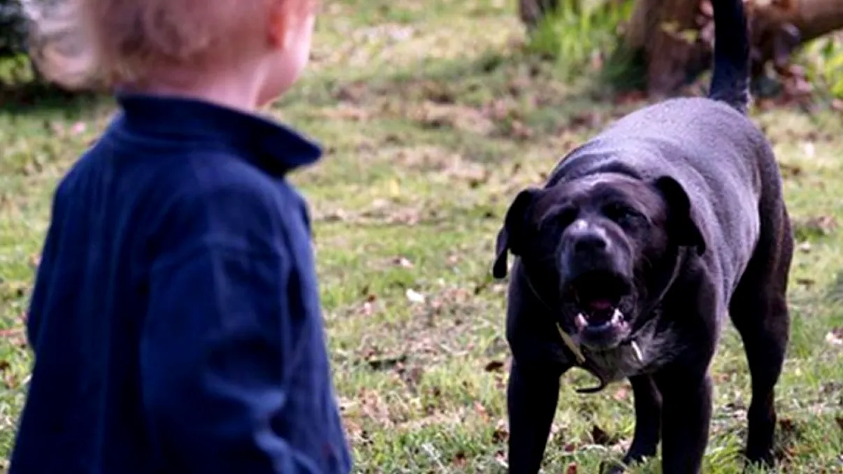 Scene de groază în Constanța, unde o fetiță ar fi fost măcelărită de câini