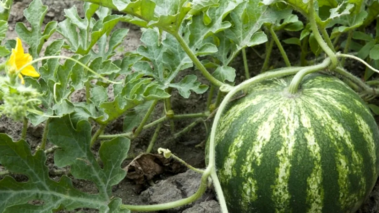 Șoc uriaș pentru un român. A cumpărat un pepene și când l-a tăiat s-a speriat teribil. Ce a început să iasă din el