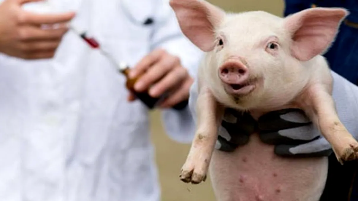 Un virus necruțător a închis o afacere de jumătate de milion de euro, din Iași: 