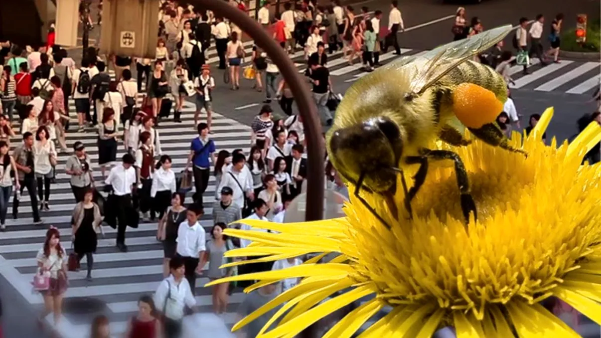 Viața oamenilor depinde de albine. Ce ni se va întâmpla dacă aceste insecte mor toate, subit