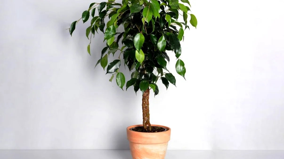 Cu ce trebuie să uzi un ficus, de fapt. Trucuri geniale pentru o plantă sănătoasă
