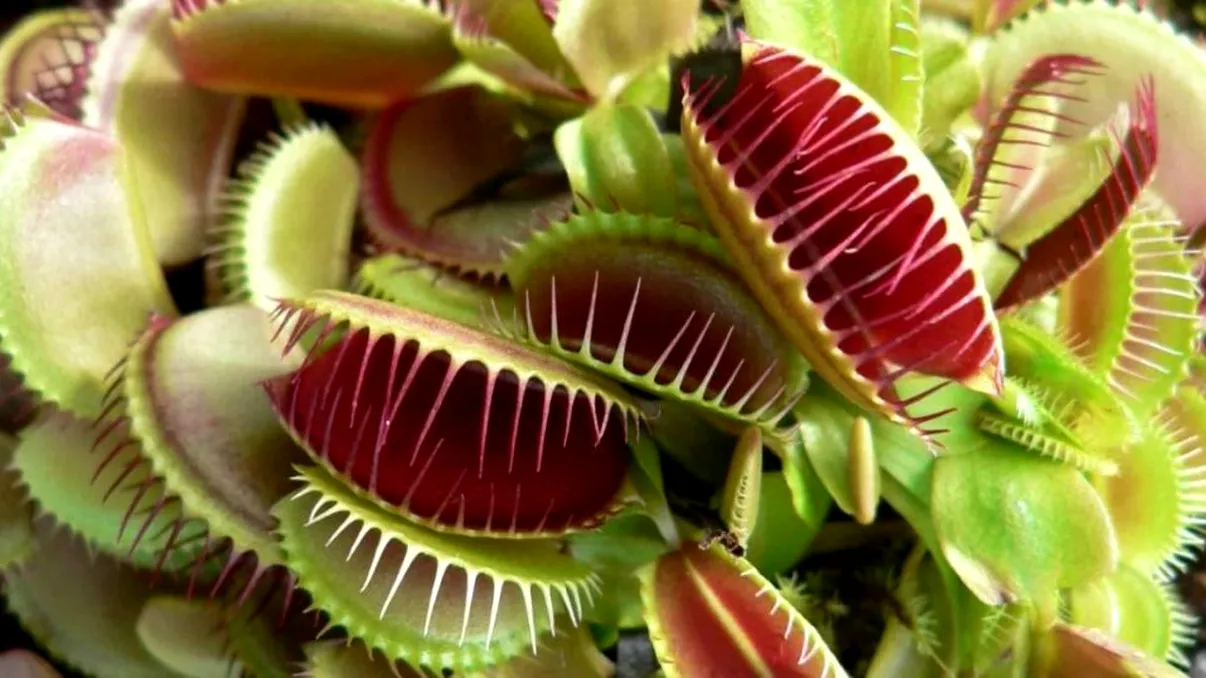 Plantele exotice pe care trebuie să le ai în apartament. Sunt foarte ușor de întreținut