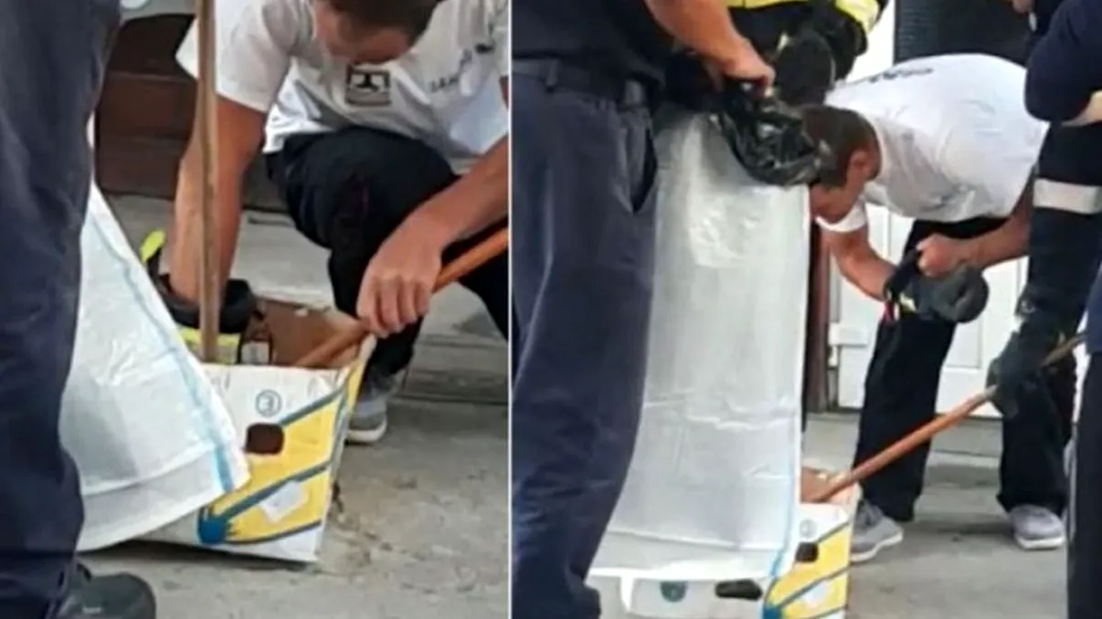 Scene de groază într-un magazin din Piatra Neamț, după ce o vânzătoare a zărit o viperă pe un raft