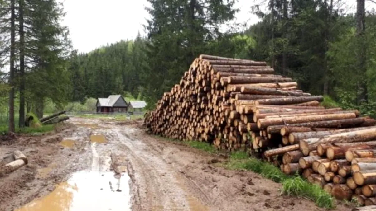 Un pădurar din Alba, reținut pentru tăierea de arbori nemarcaţi, din fondul forestier naţional