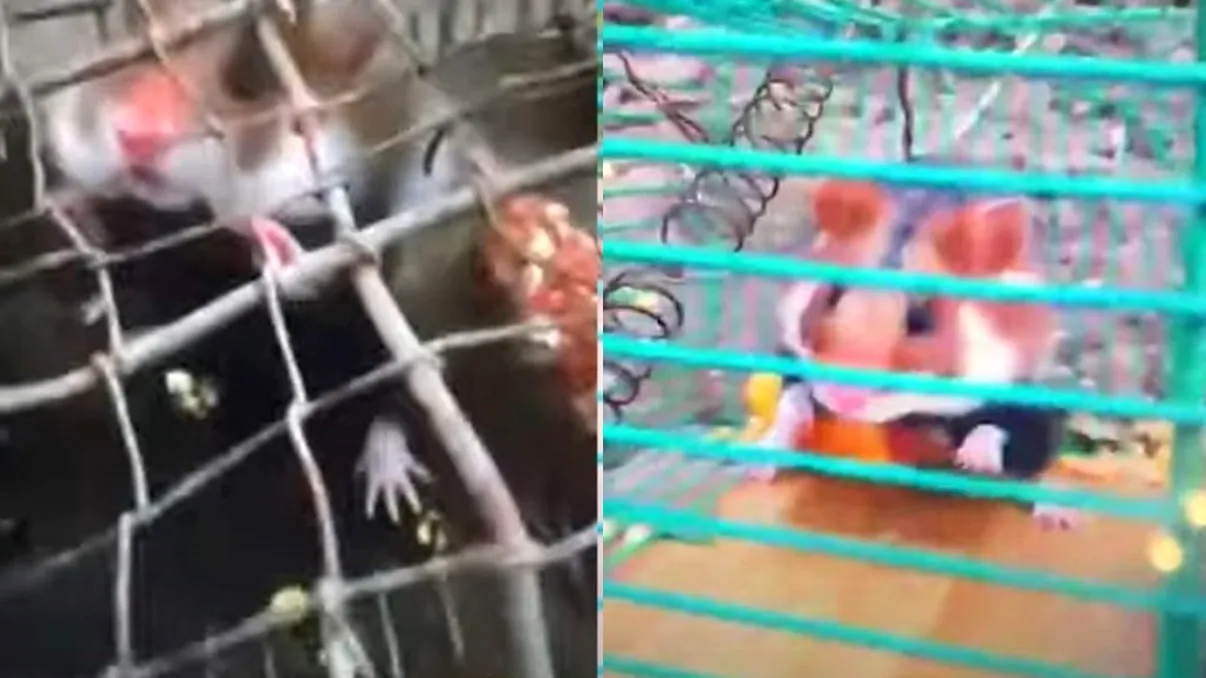 Ce se va întâmpla cu un bărbat din Suceava după ce a ucis mai mulți hârciogi și s-a lăudat pe Facebook cu captura sa