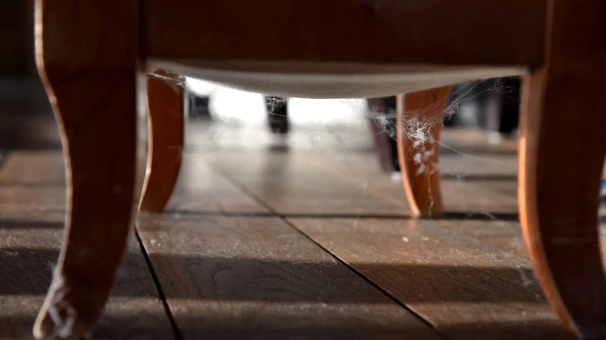 Cum scapi de păianjenii din casă, de fapt. Un specialist a explicat pas cu pas ce se întâmplă