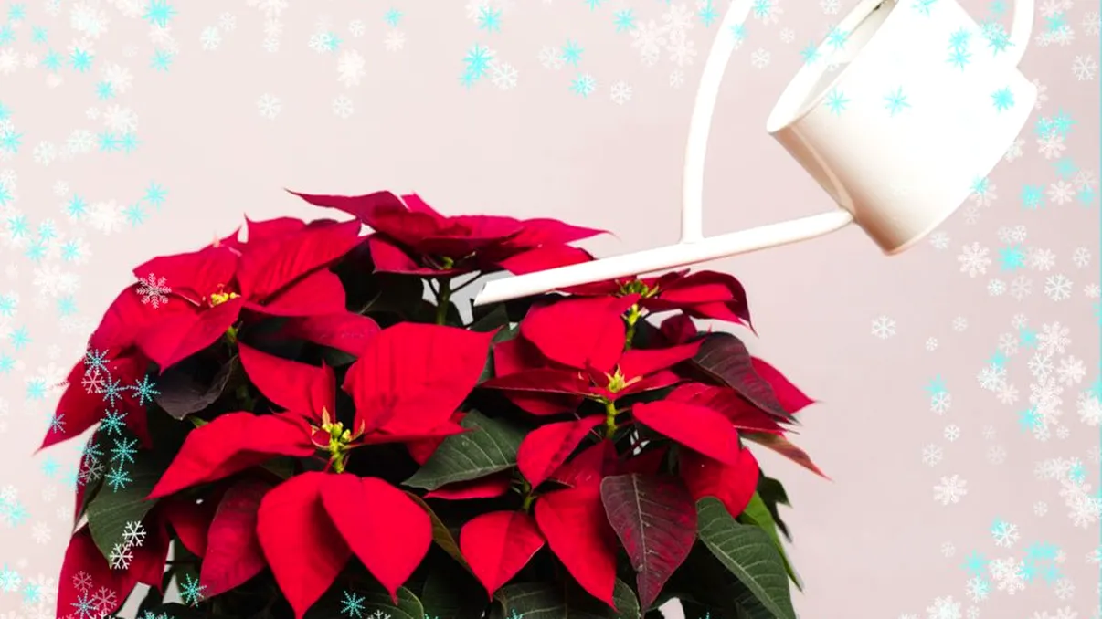 Floarea care rezistă toată iarna. Cum trebuie s-o îngrijești, de fapt