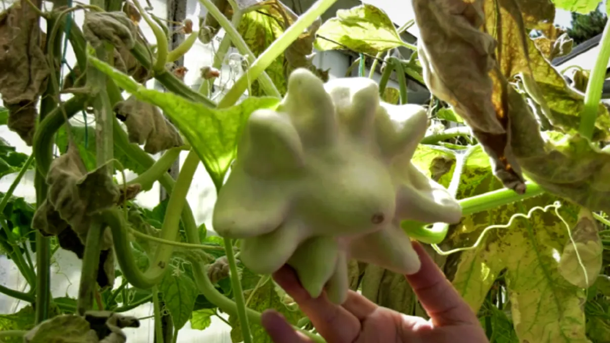 Leguma în formă de stea pe care toți românii trebuie să o încerce. Ce gust are, când muști din ea