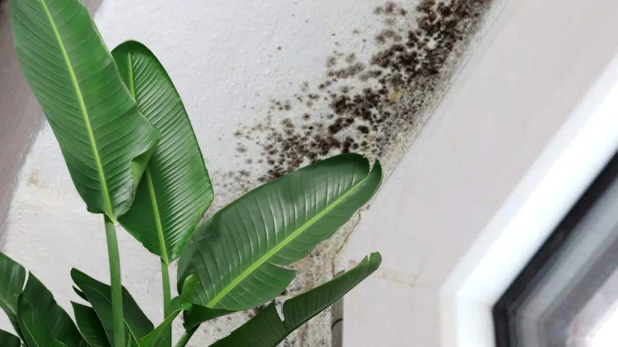 Plantele care elimină mucegaiul din baie. Toţi românii trebuie să le aibă acasă