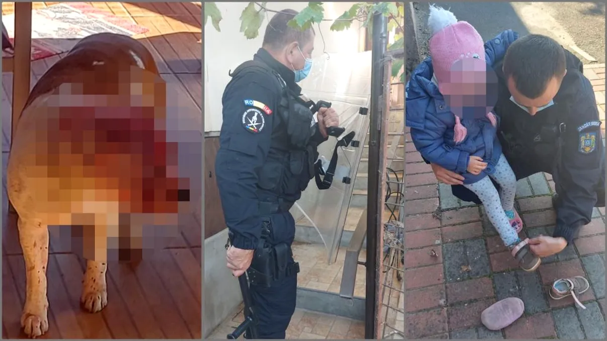 Momente de groază într-o familie din Arad după ce a fost atacată de propriul câine. A fost nevoie de intervenția rapidă a jandarmilor