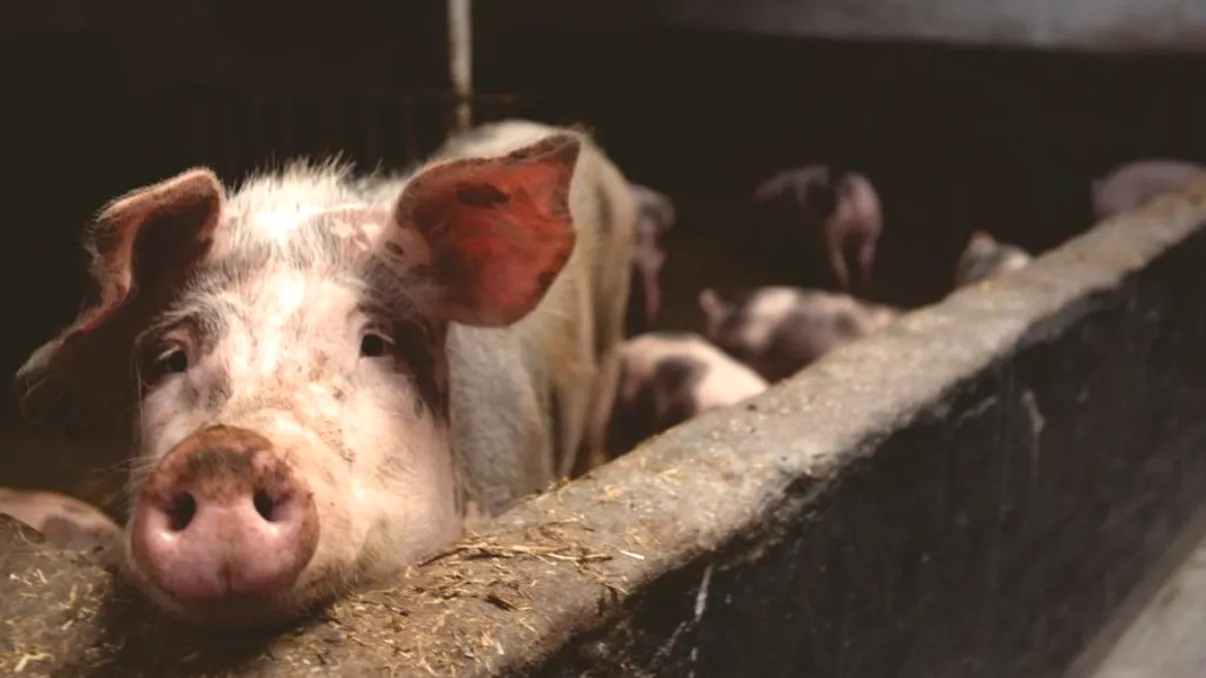 Mai puţini porci de Crăciun în acest an. De unde vor putea cumpăra doritorii: 