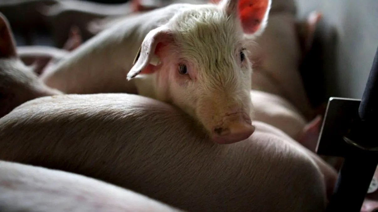 Doar un român din cinci va avea carne de porc pentru masa de sărbători, după că 100.000 de porci au fost uciși într-o singură lună, în județul Olt