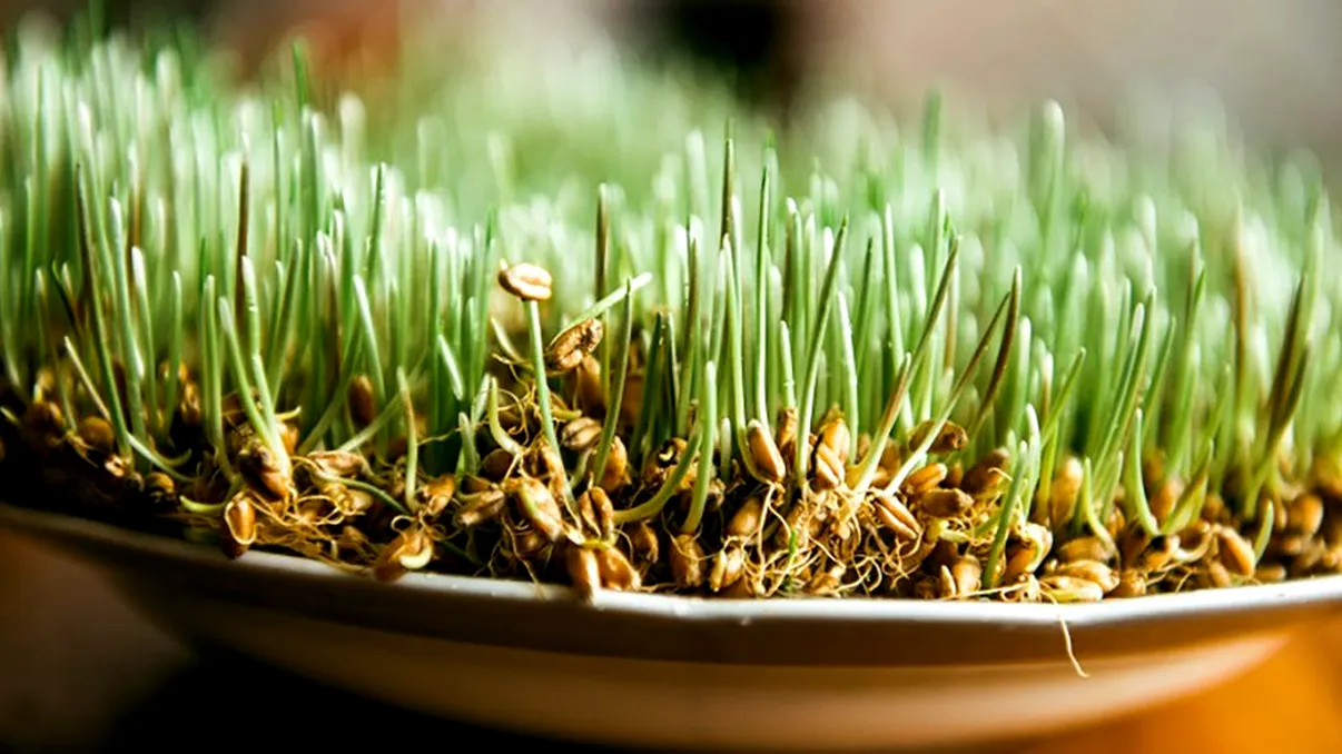 Greşeala pe care o fac mulţi români de Sfântul Andrei. Când se pune, de fapt, grâul la încolţit