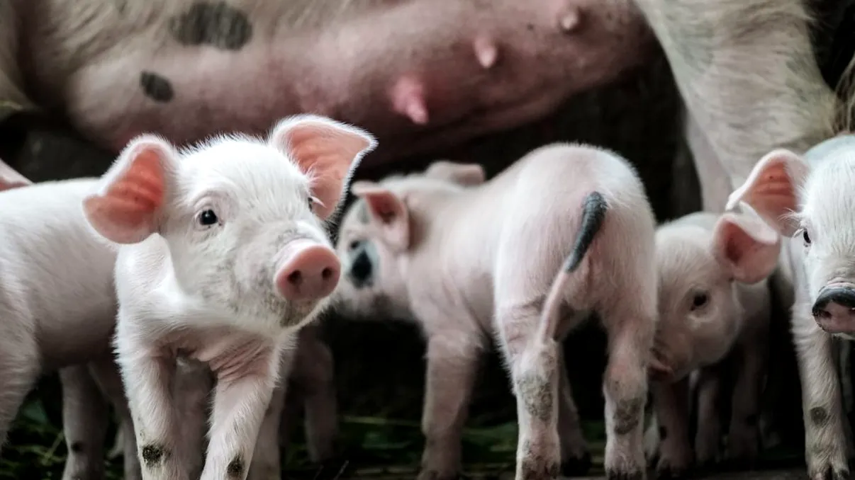 Ce nu vor mai avea voie să facă românii în propriile curţi. Amendă până la 18.000 de lei