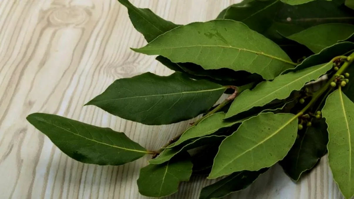 A înmuiat frunze de dafin în apă cu sare și a stropit în toată casa. La ce ajută acest truc genial