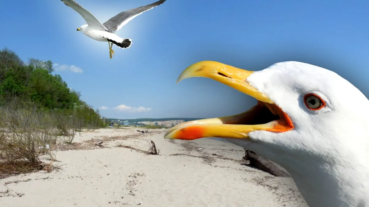 Cât de inteligenți sunt pescărușii, de fapt. Mulți oameni vor rămâne surprinși după acest studiu