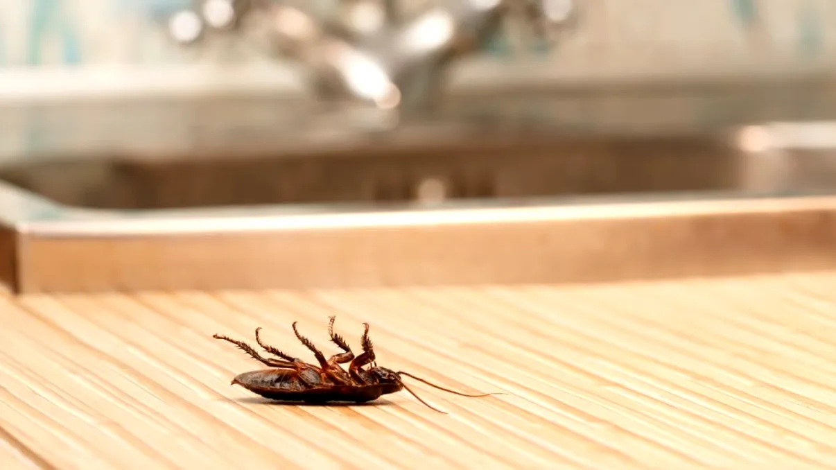 De ce nu e bine să mături în casă dacă ai gândaci. Ce riști să pățești, nu e de glumă!