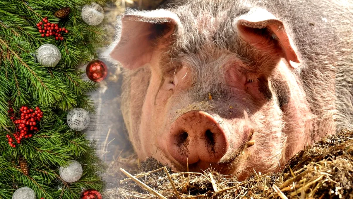 Tradiții și obiceiuri de Crăciun. Când se taie porcul, de fapt, ca să nu 'spurci' vasele casei