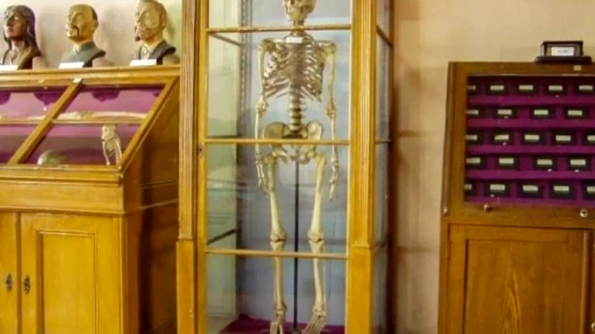 Un fost portar al unui muzeu și-a donat scheletul prin testament. Acum, acesta este expus într-o vitrină