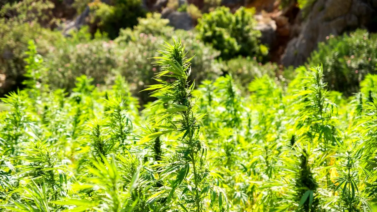 Țara unde se cultivă cannabis în curțile oamenilor. Trebuie îndeplinită o singură condiție