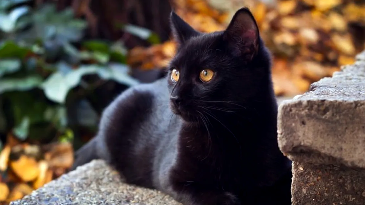 Ce a descoperit un bărbat la pisica lui care nu se oprea din strănutat. S-a apropiat de ea și a rămas mască