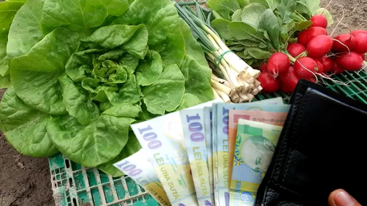 Ce preț infim are o salată verde din prima recoltă pe 2022 a fermierilor din Matca, Galaţi